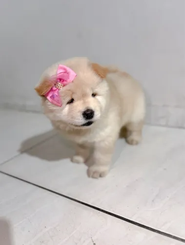 Filhote chow chow