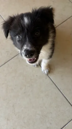 Border Collie 2 meses