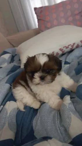 Shih Tzu Um filhote pronto para compartilhar muitos momentos felizes