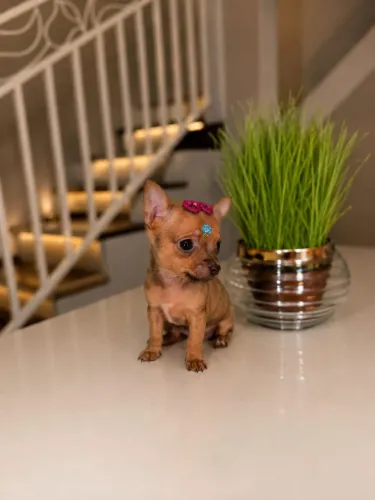 Pinscher mini fêmeas lindas a pronta entrega 
