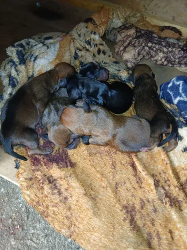  Vendo lindos filhotes de basset dachshund 
