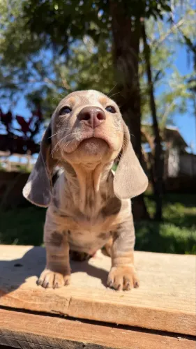 Dachshund (Salsicha) Macho Arlequim Isabella