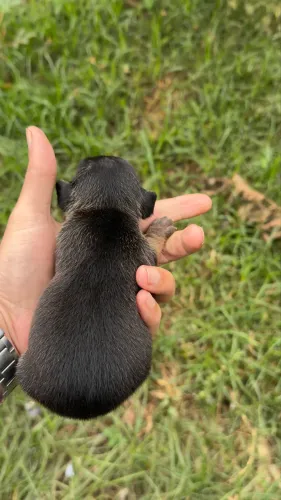 Pinscher macho