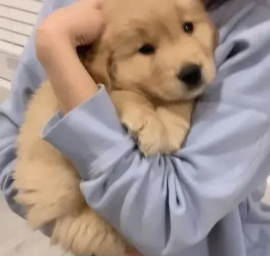 Filhotes de Golden Retriever | Companhia que faz bem demais.