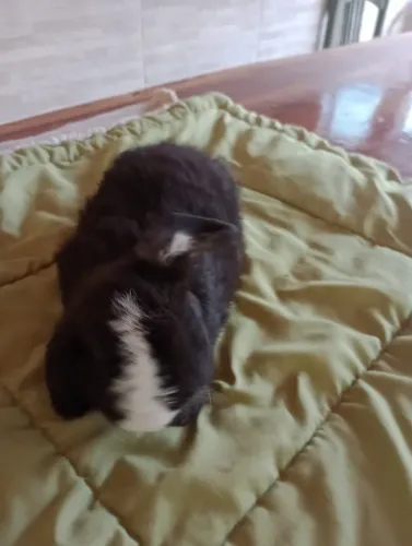 Mini Coelho Lop