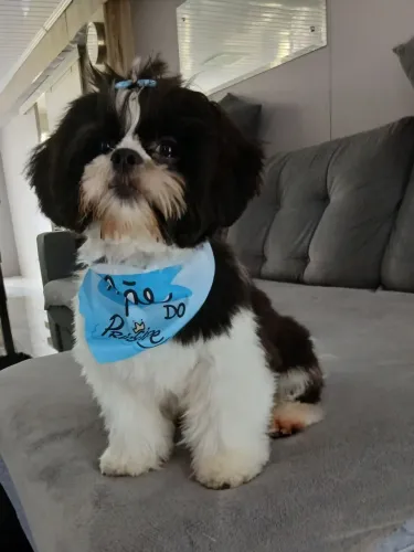 Cachorro Shitzu