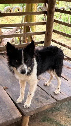 Border Collie - 5 meses 