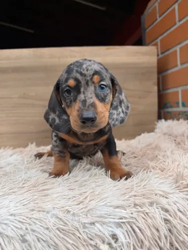 Dachshund macho arlequim 
