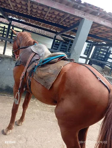 Animal de campo, trabalhar com gado