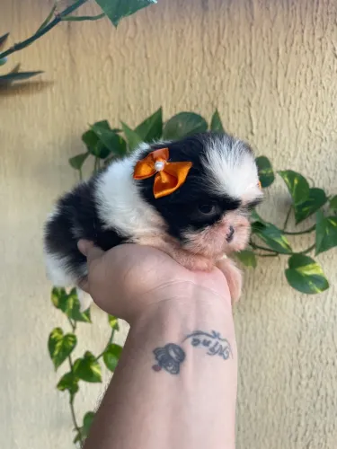 Shih tzu fêmea 