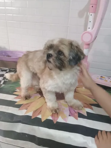 Vendo um cachorro tchau tchau