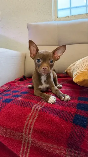 Chihuahua chocolate