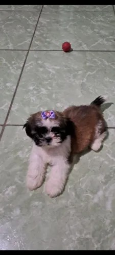 Vende shitzu