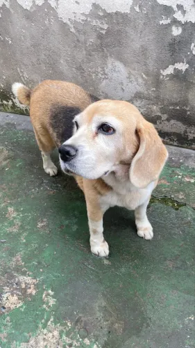 Doa-se uma cadelinha raça Beagle