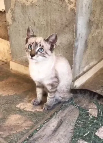 Adoção de gato