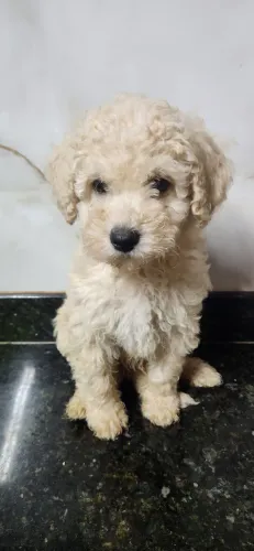 Poodle toy macho