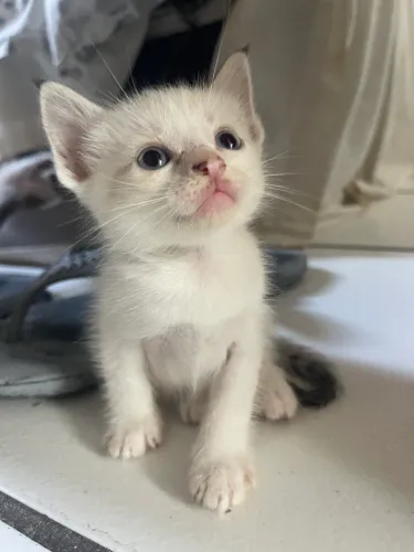 Gatinhos para adoção 