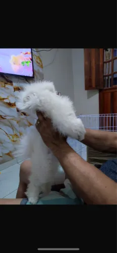 Spitz alemão luluzinha mini linda