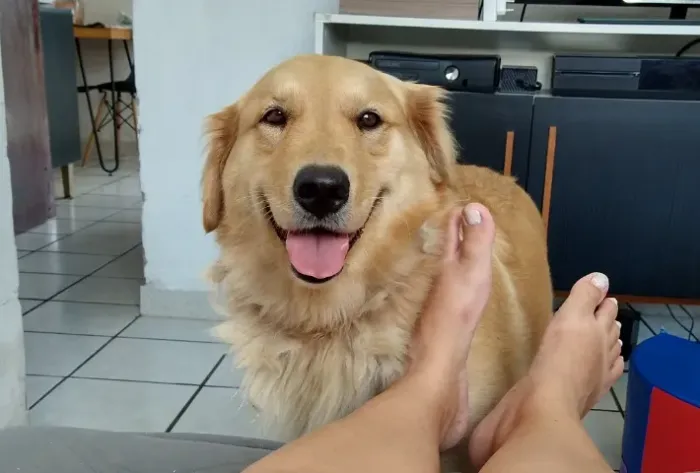 Doação de Golden e beagle