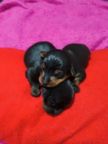 FILHOTE DE PINSCHER