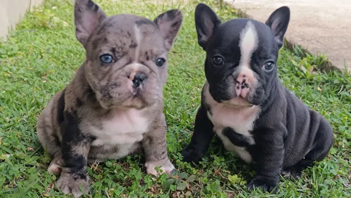 Buldogue francês exótico