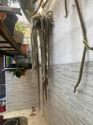 Plantas ornamentais