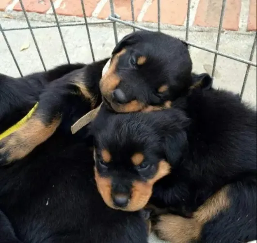 Filhote Rottweiler macho e fêmea