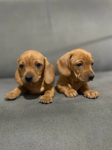 FILHOTE BASSET ( salsichinha )