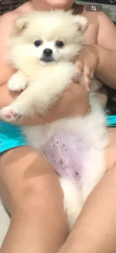 Lulu da Pomerânia