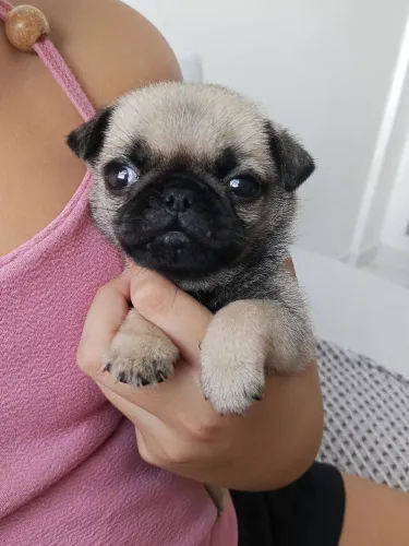 PUG Filhote