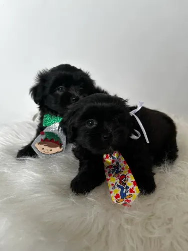 Lhasa apso filhotes machos