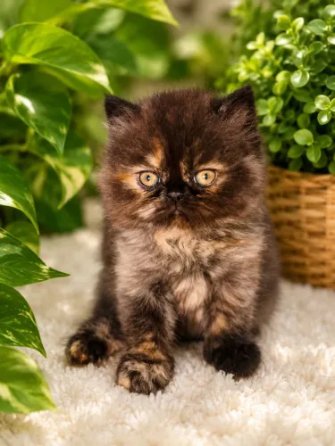 Gato Persa