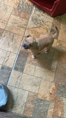 Doa-se cachorro