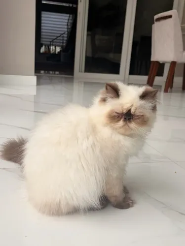 Gato Persa Himalaia