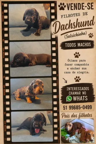 Dachshund/salsichinha/Linguicinha 