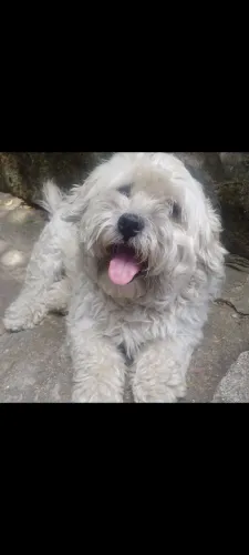 Doação de cachorro macho