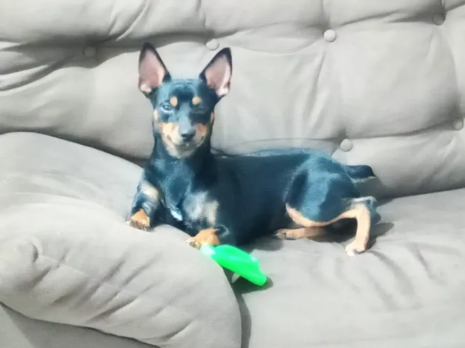 Pinscher