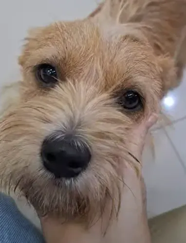 Cachorro doação fiapo de manga dócil e gosta de criança 1 ano e meio