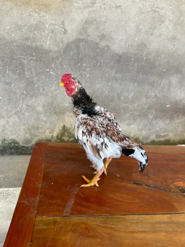 Galo Ko shamo 