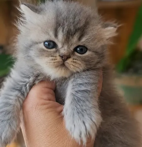 Gato persa filhote cinza