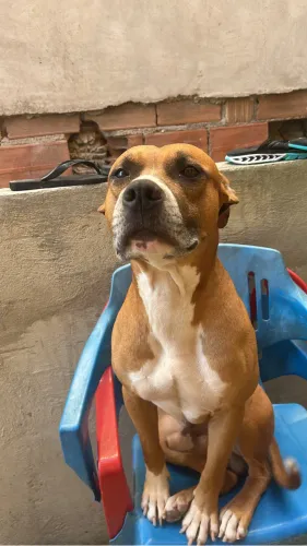 Doação pitbull dócil