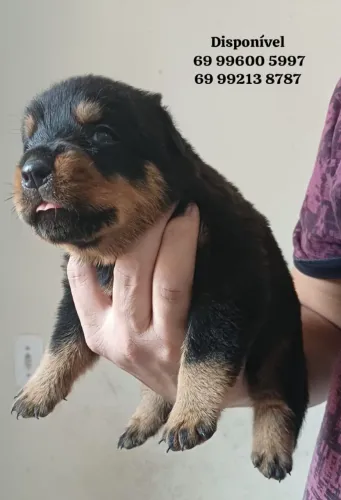 Filhotes rottweilers