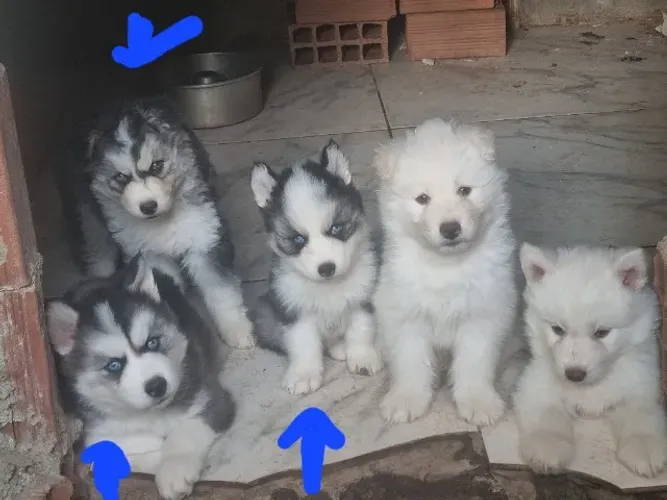 Husky Siberiano Woolly