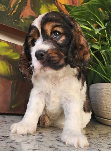 Cocker Spaniel Inglês, lindos filhotes disponíveis.