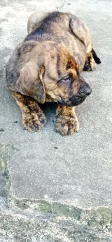 Filhote de fila brasileiro é disponível