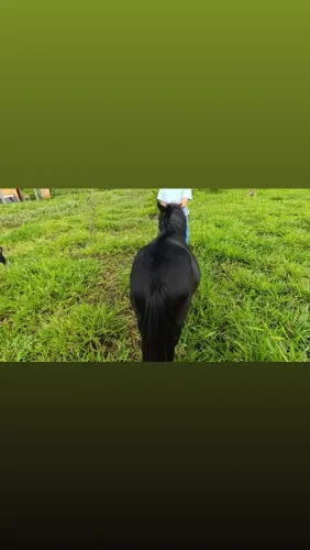 Ponei garanhão de 8 anos 