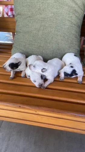 Vendo cachorro Blue Heeler - Boiadeiro australiano , Puros