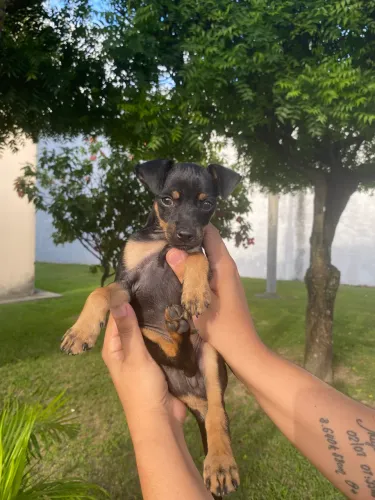 Filhotes da raça Pinscher 