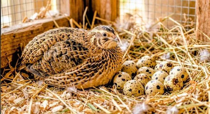 Ovos férteis de codorna japonica50 un