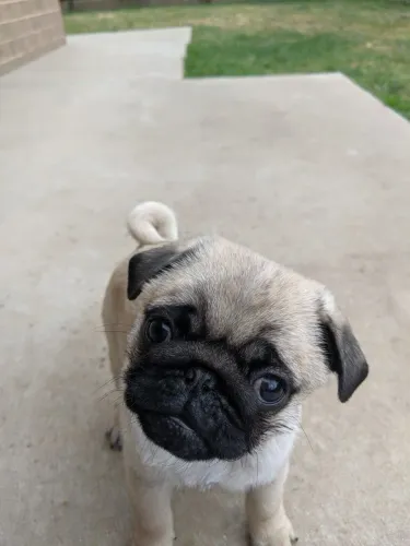 Pug Dog com presença marcante e muito carinho